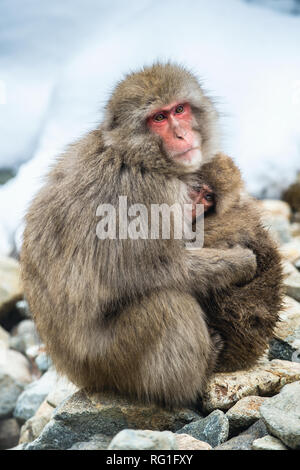 Japanischen Makaken mit einem Cub im kalten Winter. Jigokudani Park. Nagano, Japan. Die japanischen Makaken (Wissenschaftlicher Name: Macaca fuscata), Schnee mon Stockfoto