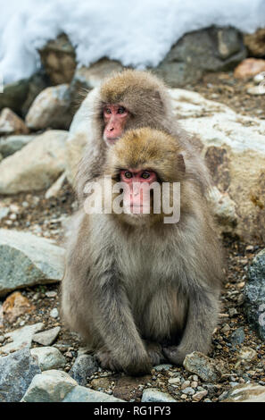 Japanischen Makaken mit einem Cub im kalten Winter. Jigokudani Park. Nagano, Japan. Die japanischen Makaken (Wissenschaftlicher Name: Macaca fuscata), Schnee mon Stockfoto