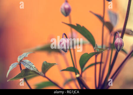 Makro der Clematis montana Knospen Stockfoto