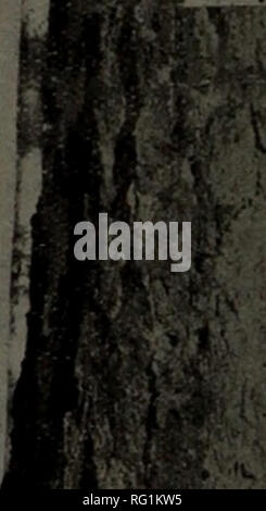 . Kanadische Forstindustrie 1910. Holzschlag; Wälder und Forstwirtschaft; Wald; Wald - zellstoffindustrie; Holz verarbeitenden Industrien. WESTERN BAUHOLZ I. PAZIFIKKÜSTE BAUHOLZ UND SCHINDELN GROSSHANDEL SENDEN SIE UNS IyourT siTnouiries^. Bitte beachten Sie, dass diese Bilder sind von der gescannten Seite Bilder, die digital für die Lesbarkeit verbessert haben mögen - Färbung und Aussehen dieser Abbildungen können nicht perfekt dem Original ähneln. extrahiert. Don Mills, Ontario: southam Business Publikationen Stockfoto