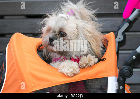 Blackpool, Lancashire. 27 Jan, 2019. UK Wetter. Gale force Winde an der Küste. Die Besucher der Stadt am Meer haben schwere starke Winde zu ertragen. Ein schlechtes Haar Tag für Shih Tzu auf die Strandpromenade. Credit: MediaWorldImages/AlamyLiveNews Stockfoto