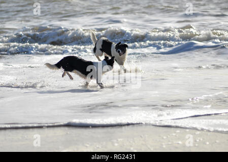 Schwarz und weiß Grenze Collie Hunde spielen im Meer Stockfoto