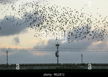 Blackpool, Lancashire. 27. Jan 2019. Der letzte Walzer, vor dem zu Bett gehen, ein Schwarm von Tausenden von Staren roosting unter Viktorianischen von Blackpool North Pier. Diese erstaunlichen Vögel auf einem atemberaubenden Flug Anzeige bei einer nur einer Handvoll ihre wenigen bevorzugten Websites in ganz Großbritannien. Diese mittlerweile riesigen winter Schwärme von Staren mumurating sind auf die Zahl von 50.000 Plus, verdunkeln den Himmel über dem Resort geschätzt, wie Sie Schlag in ein paar Minuten roost vor der Dämmerung. Credit: MediaWorld Images/Alamy leben Nachrichten Stockfoto