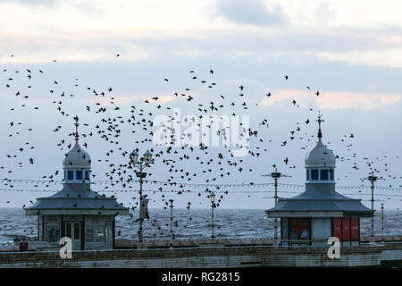 Blackpool, Lancashire. 27. Jan 2019. Der letzte Walzer, vor dem zu Bett gehen, ein Schwarm von Tausenden von Staren roosting unter Viktorianischen von Blackpool North Pier. Diese erstaunlichen Vögel auf einem atemberaubenden Flug Anzeige bei einer nur einer Handvoll ihre wenigen bevorzugten Websites in ganz Großbritannien. Diese mittlerweile riesigen winter Schwärme von Staren mumurating sind auf die Zahl von 50.000 Plus, verdunkeln den Himmel über dem Resort geschätzt, wie Sie Schlag in ein paar Minuten roost vor der Dämmerung. Credit: MediaWorld Images/Alamy leben Nachrichten Stockfoto