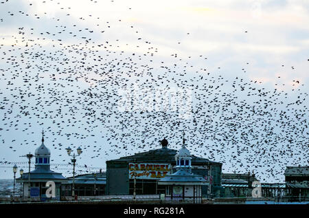 Blackpool, Lancashire. 27. Jan 2019. Der letzte Walzer, vor dem zu Bett gehen, ein Schwarm von Tausenden von Staren roosting unter Viktorianischen von Blackpool North Pier. Diese erstaunlichen Vögel auf einem atemberaubenden Flug Anzeige bei einer nur einer Handvoll ihre wenigen bevorzugten Websites in ganz Großbritannien. Diese mittlerweile riesigen winter Schwärme von Staren mumurating sind auf die Zahl von 50.000 Plus, verdunkeln den Himmel über dem Resort geschätzt, wie Sie Schlag in ein paar Minuten roost vor der Dämmerung. Credit: MediaWorld Images/Alamy leben Nachrichten Stockfoto