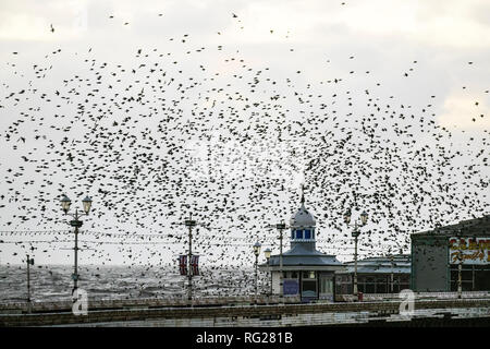 Blackpool, Lancashire. 27. Jan 2019. Der letzte Walzer, vor dem zu Bett gehen, ein Schwarm von Tausenden von Staren roosting unter Viktorianischen von Blackpool North Pier. Diese erstaunlichen Vögel auf einem atemberaubenden Flug Anzeige bei einer nur einer Handvoll ihre wenigen bevorzugten Websites in ganz Großbritannien. Diese mittlerweile riesigen winter Schwärme von Staren mumurating sind auf die Zahl von 50.000 Plus, verdunkeln den Himmel über dem Resort geschätzt, wie Sie Schlag in ein paar Minuten roost vor der Dämmerung. Credit: MediaWorld Images/Alamy leben Nachrichten Stockfoto