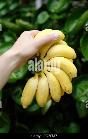 Hand, die Banane Bündel auf Wald Hintergrund. Exotische Früchte Palm Plantation. Gesunde tropischen Lebensmittelgeschäft Snack essen im Urlaub. Natürliche gelbe C Stockfoto