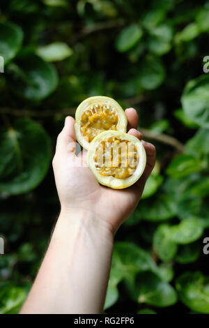 Hand mit Maracuja Maracuja die Hälfte der Seite. Exotische saftige Saatgut Passionsfrucht auf grünem Blatt Hintergrund. Tropische gesunde Bio-lebensmittel Nutriti Stockfoto