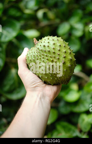 Grüne Custard Apple Obst oder süsses Soursop in der Hand. Exotische Thailand saftige Annona Natürliche Reife Essen. Mann mit Tropischen organischen Sauren Herz für De Stockfoto