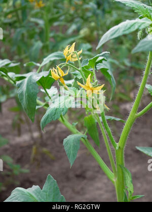 Tomate junge Pflanzen blühen und wachsen im Gewächshaus im Frühling, close-up Stockfoto