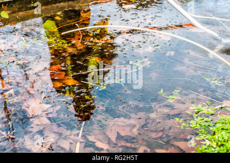 Reflexion eines freiwilligen Mann Baum in tauchen Teich, London, UK Stockfoto