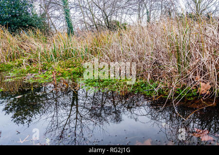 Erhaltung freiwillige clearing Pool in London, Großbritannien Stockfoto