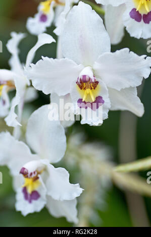 Orchideen in Blüte im Gewächshaus an der RHS WIsley, England Stockfoto