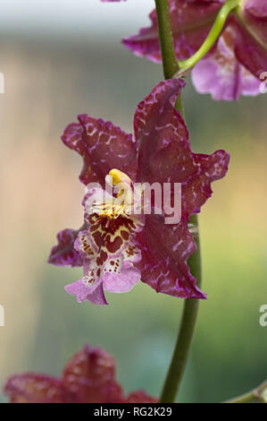 Orchideen in Blüte im Gewächshaus an der RHS WIsley, England Stockfoto