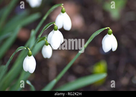 Schneeglöckchen (Galanthus) in der RHS Wisley Stockfoto