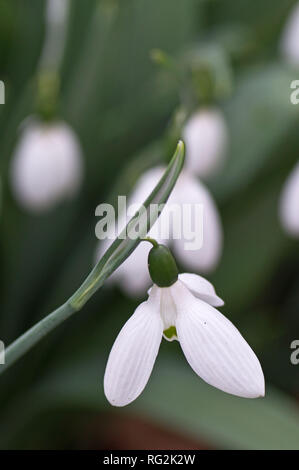 Schneeglöckchen (Galanthus) in der RHS Wisley Stockfoto