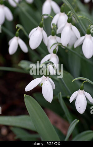 Schneeglöckchen (Galanthus) in der RHS Wisley Stockfoto