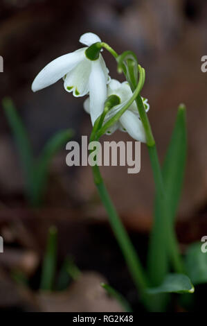 Schneeglöckchen im RHS Wisley, Surrey, England Stockfoto