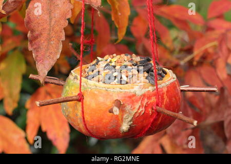 Hausgemachte Bird Feeder aus einem Kürbis geschnitzt, gefüllt mit Samen und Nüsse im Herbst - Oktober, Großbritannien Stockfoto