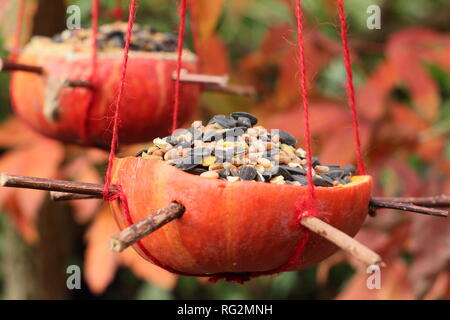 Hausgemachte Bird Feeder aus einem Kürbis geschnitzt, gefüllt mit Samen und Nüsse im Herbst - Oktober, Großbritannien Stockfoto