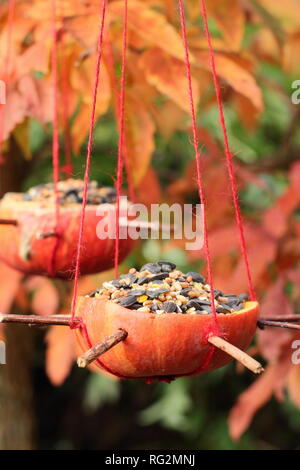 Hausgemachte Bird Feeder aus einem Kürbis geschnitzt, gefüllt mit Samen und Nüsse im Herbst - Oktober, Großbritannien Stockfoto
