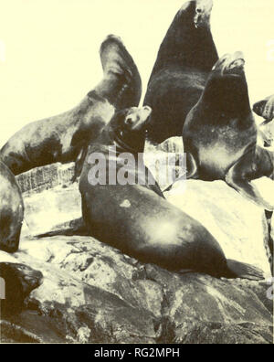 . Die kanadische Feld - naturforscher. 308 Die kanadische Field-Naturalist Vol. 102. Abbildung I. erwachsenen männlichen kalifornische Seelöwen (Foto vom Autor). Aus südöstlichen Vancouver Island, Kalifornien nur ein paar Seiten von Steller Seelöwen bewohnt. Seelöwen sind in der Regel an Standorten mit Steller Meer Während zahlreiche Volkszählungen im Winter zwischen Rennen Lions {Eumetopiasjubatus gesehen). Jedoch, aus westlichen Felsen und Solander Island, Kalifornien Seelöwen Vancouver Island, Kalifornien Seelöwen sind an gesehen wurden selten bei Carmanah Point, Pachena gefunden. Bitte beachten Sie, dass diese Bilder aus gescannten Seite ima extrahiert werden Stockfoto