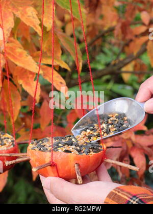 Hausgemachte Bird Feeder aus Kürbis Kürbis mit Samen und Nüsse für Gartenvögel, Herbst - Oktober, UK gefüllt wird geschnitzt Stockfoto
