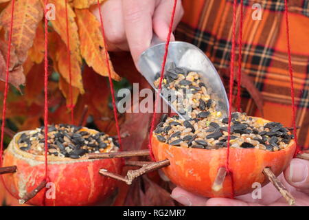 Hausgemachte Bird Feeder aus Kürbis Kürbis mit Samen und Nüsse für Gartenvögel, Herbst - Oktober, UK gefüllt wird geschnitzt Stockfoto