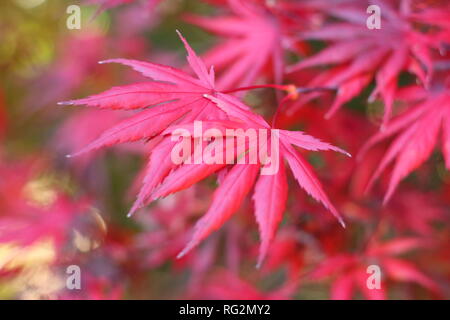 Acer palmatum 'Trompenburg' japanische Ahorn, leuchtend rote Herbstfärbung, Oktober, Großbritannien Stockfoto