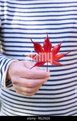 Ahornblatt im Herbst. Mann mit rotem Acer palmatum Blatt Oktober, Großbritannien Stockfoto