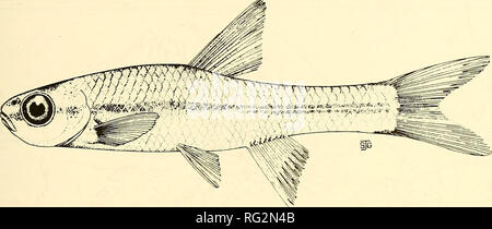 . Die kanadische Feld - naturforscher. 1987 Parker, McKee und Campbell: Status der Pugnose Minnow 209. Abbildung I. Pugnose Minnow, Notropis emiliae (Zeichnung von Sally J. Gadd; Höflichkeit D.E. McAllister, National Museum der Naturwissenschaften). Insgesamt alle Vorkenntnisse dieser Fische, die reichlich Nirgendwo sind und kaum in Ontario. Lebensraum In Ontario, die Pugnose Minnow wird in geringen Steigung Bäche, Flüsse und Seen. Durchschnittliche Steigungen bei capture Websites in die sydenham Fluss-wasserscheide reichen von weniger als 0,02 m/km. Die Proben wurden im Teich genommen - wie, weedy embayments und entlang des Flusses edg Stockfoto