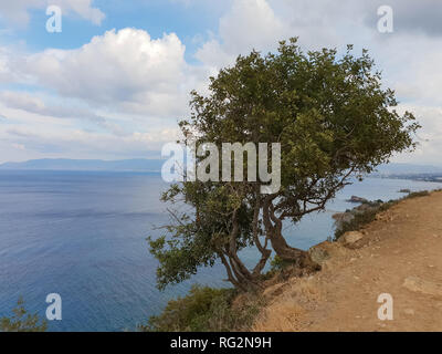 Wunderschöne Aussicht auf einen Baum auf einer Klippe über dem Mittelmeer als vom Aphrodite Wanderweg der Akamas Halbinsel gesehen, Zypern Stockfoto