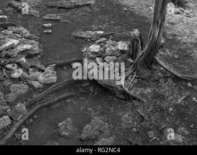 Close-up Zusammenfassung von Baumstamm Wurzeln und Steinen in Schwarz und Weiß Stockfoto