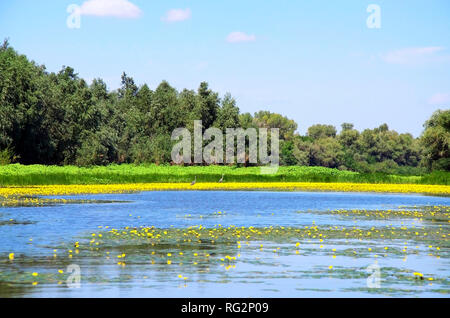 Auf dem Foto ist eine Flusslandschaft mit einer Küstenlinie auf denen gibt es eine Reiher herum gehen und viele gelbe Lilien. Stockfoto