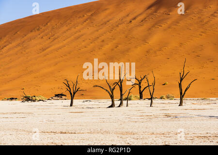 Dead Vlei, Namibia Dead Vlei, tote Bäume in der Wüste, heiße Sonne schlagen auf dem sandigen Boden, roten Dünen im Hintergrund, Millionen von Touristen besuchen Eva Stockfoto