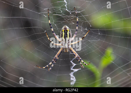 Audouin Argiope Spider Stockfoto