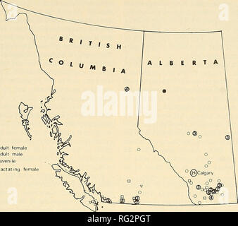. Die kanadische Feld - naturforscher. 1978 Notizen 289. O erwachsene Frau D erwachsenen männlichen V Jugendliche • laktierenden weiblichen Abbildung 1. Frühling und Sommer (18. April bis 30. Juli) Gemeinden der Silberhaarige Fledermäuse aus British Columbia und Alberta, 1910 bis 1976. Ziffern in großen Symbole kennzeichnen die Anzahl der Exemplare aus einer Stadt oder in einer Stadt.. Bitte beachten Sie, dass diese Bilder sind von der gescannten Seite Bilder, die digital für die Lesbarkeit verbessert haben mögen - Färbung und Aussehen dieser Abbildungen können nicht perfekt dem Original ähneln. extrahiert. Ottawa Field-Naturalists' Club. Ottawa, Ottawa Field-Naturali Stockfoto