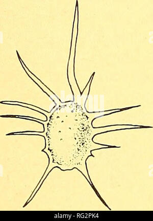 . Die kanadische Feld - naturforscher. 70 Die kanadische Field-Naturalist Vol.94 Heteranthera Dubai, sind häufiger als Träger gedacht. Ceratophyllum echinatum ist sehr verschieden von Ceratophyllum demersum beim Obst. Ihre Früchte sind Flügel - Breitrandig mit mehreren seitlichen Stacheln (Abbildung 1). Vegetativen Teile sind in der Regel feiner als die von Cera-tophyllum demersum und hinterlässt in der Regel drei Mal seziert zu werden. Es ist jedoch schwierig, sterilen Pflanzen von C. echinatum aus feinere Formen der C. demersum zu unterscheiden. Es gibt einen kleinen Unterschied in der setaceous Haare, die in C. echinatum start Direc Stockfoto