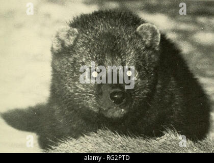 . Die kanadische Feld - naturforscher. Die KANADISCHE FELD-NATURALISTISCHEN MUS. Komp. ZOOL durch die ottawa Feld Veröffentlicht - naturforscher' CLUB, Ottawa, Kanada, Jpp^ py Aug-6 1984. '^ Band 98, Nummer 1 Januar bis März 1984. Bitte beachten Sie, dass diese Bilder sind von der gescannten Seite Bilder, die digital für die Lesbarkeit verbessert haben mögen - Färbung und Aussehen dieser Abbildungen können nicht perfekt dem Original ähneln. extrahiert. Ottawa Field-Naturalists' Club. Ottawa, Ottawa Field-Naturalists' Club Stockfoto