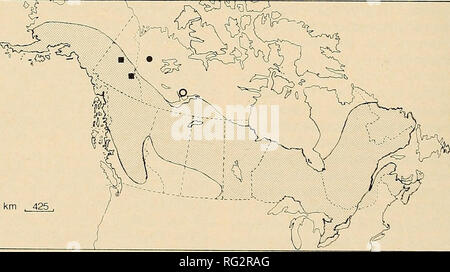 . Die kanadische Feld - naturforscher. 96 Die kanadische Field-Naturalist Vol.91 Eine neue Aufzeichnung der Wiese springen Maus, Zapus hudsonius, in die Northwest Territories Richard J. Douglass' und Andrew E.L. McNaughton^ "Erneuerbare Ressourcen Consulting Services Ltd.,11426 Kingsway Avenue, Edmonton, Alberta T5G 0X4^ Zoologisches Museum, Institut für Biologie, Carleton University, Ottawa, Ontario KIS 5 B 6 eine Wiese springen Maus am 12. August 1975 während Feldstudien in den Northwest Territories gefangengenommen wurde. Die einzelnen Muster (Haut und Schädel) war als Zapus hudsonius von C. G. van Zyll de Jong identifiziert Stockfoto