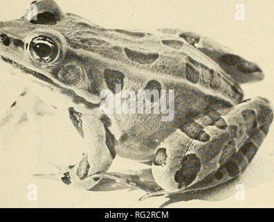 . Die kanadische Feld - naturforscher. 1978 Notizen 79. Abbildung I. unreifen weiblichen Nördlichen Leopard Frog, Rana pipiem. (DMG 170), 19. August 1977 in Hamilton Sumpf auf Vancouver Island gesammelt. in einem kleinen schlammigen Teich bei M. Wolfe's Farm, Swayne Straße, Errington. Nur die Anrufe wurden an der Hamilton Sumpf im Juni 1976 und im August 1977 gehört. W. Schüler sammelte auch Road - getötet Exemplare von R. pipiens (FWS 7711) und R. catesbeiana (FWS 7709) in der Nähe von Hamilton Sumpf, im April 1977. Diese sind in Tabelle 1 enthalten. Diese Bullfrog und nördlichen Leopard Frog Bevölkerung Produktionsverhältnisse sind weit von jeder bisher bekannten entfernt. Sie Ein Stockfoto