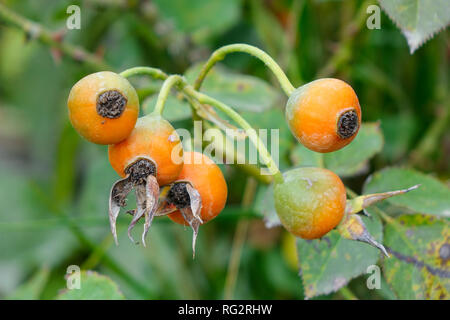 Niederlassungen der Hagebutten im Herbst, full frame Stockfoto