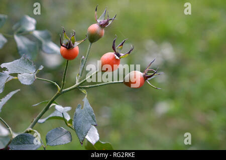 Niederlassungen der Hagebutten im Herbst, full frame Stockfoto