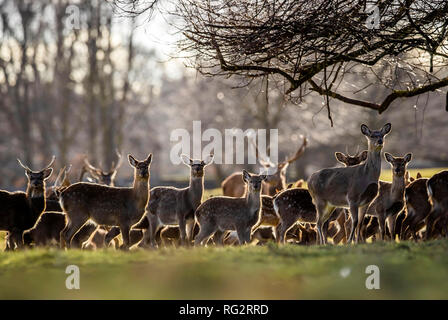 Rotwild in Studley Royal Park von Fountains Abbey in North Yorkshire. Stockfoto