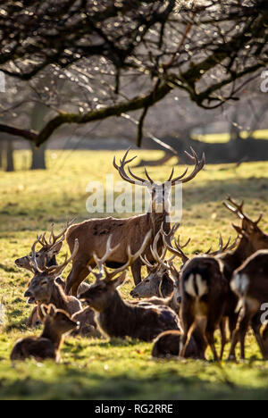 Rotwild in Studley Royal Park von Fountains Abbey in North Yorkshire. Stockfoto