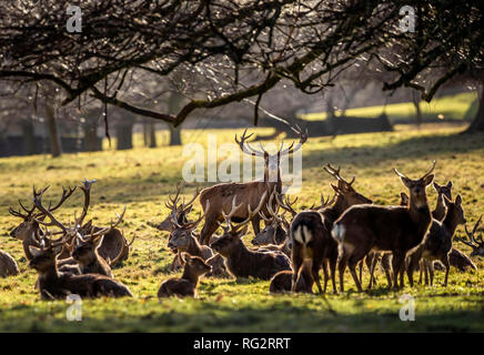 Rotwild in Studley Royal Park von Fountains Abbey in North Yorkshire. Stockfoto