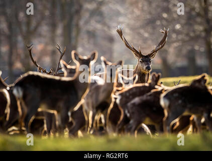 Rotwild in Studley Royal Park von Fountains Abbey in North Yorkshire. Stockfoto