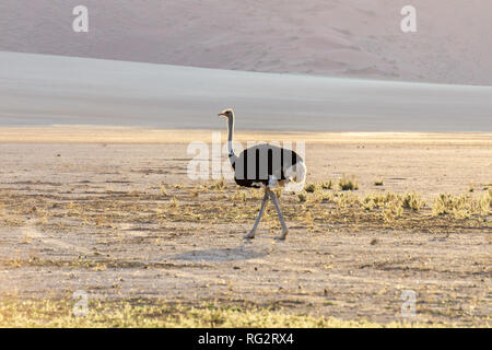 Strauß - Essen und Trinken in Etosha National Park, Namibia Abenteuer Stockfoto