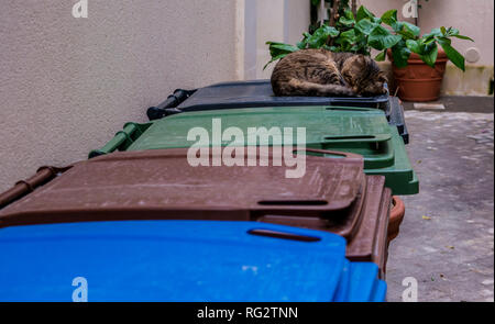 Vier verschiedene farbige fahrbare Abfalleimer in einer Reihe, Katze zusammengerollt Schlafen auf geschlossenen Behälter Deckel, Ortygia, Syrakus, Sizilien, Italien, Europa Stockfoto