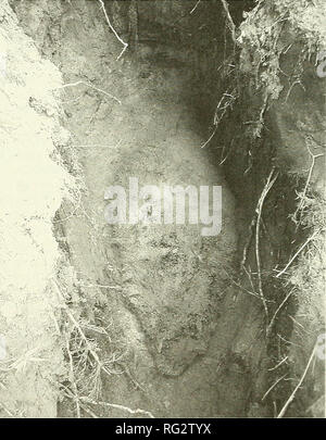 . Die kanadische Feld - naturforscher. Notizen ausblenden Burrow Tod eines Eurasischen Biber, Castor fiber LiAT R. Thomsen Fiona Sharpe -, und Frank Rosell^ "Institut für Zoologie, Universität Aarhus, Dänemark^ Schule der Biologie an der Universität St Andrews, Fife, Schottland^ Fakultät der Künste und der Wissenschaften, Abteilung Umwelt und Gesundheit Studien, Telemark University College, N-3800 B0i Telemark, Norwegen Thomsen, Liat R., Fiona Sharpe, und Frank Rosell. 2004. Einstürzende burrow Tod eines Eurasischen Biber, Castor fiber. Kanadische Field-Naturalist 118 (3): 434-435. Der Tod eines Eurasischen B Stockfoto